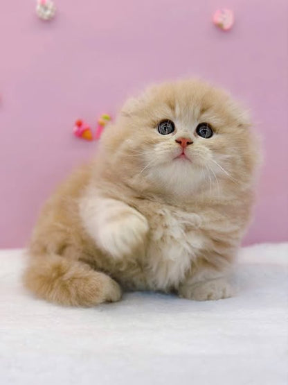 Munchkin Fold Longhair