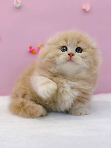 Munchkin Fold Longhair
