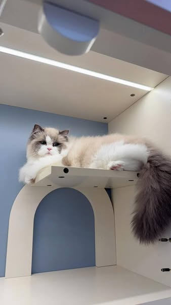 Ragdoll