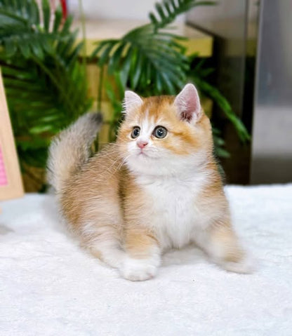 British Shorthair