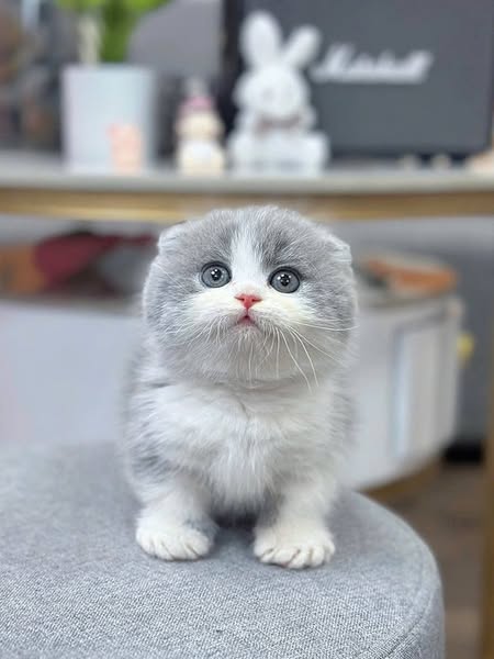 Munchkin Fold