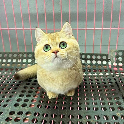 Munchkin