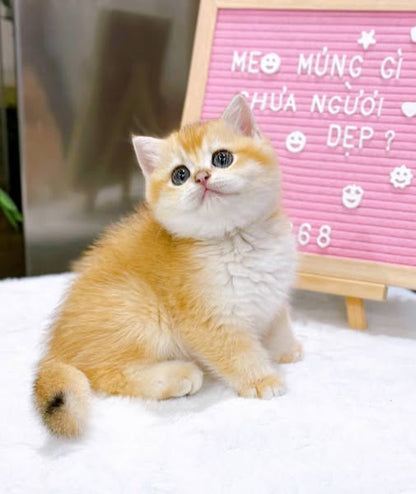 British Shorthair