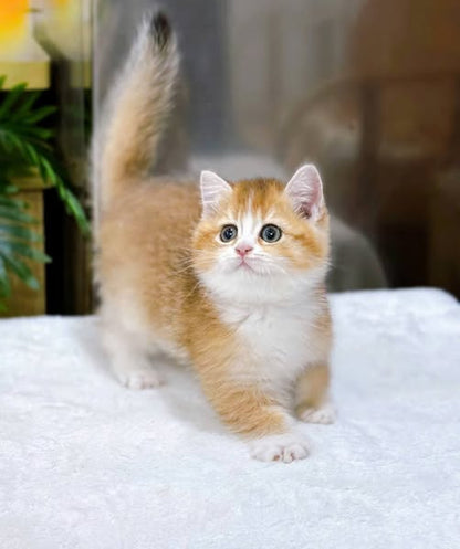 British Shorthair