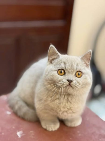 Munchkin