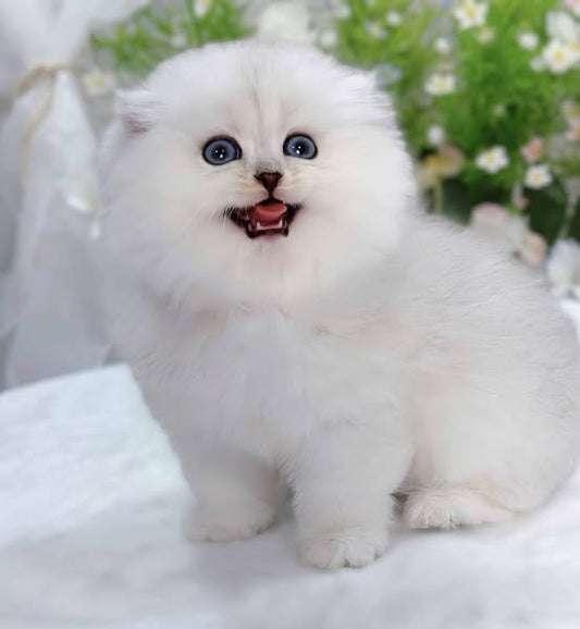 British Longhair