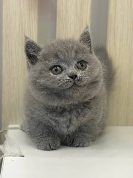 Munchkin