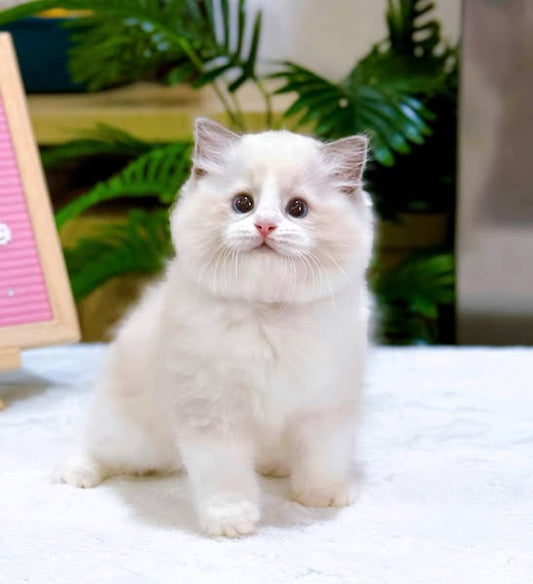 Ragdoll
