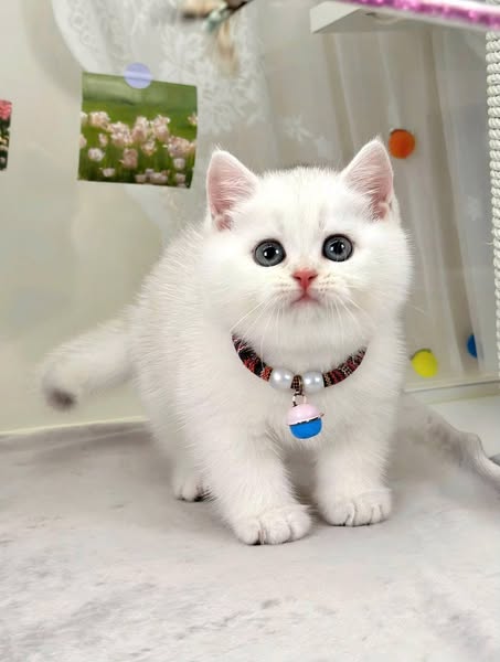 British Shorthair