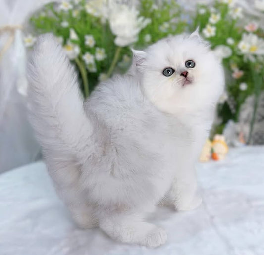 British Longhair