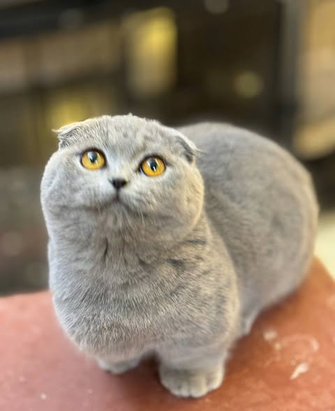 Munchkin Fold