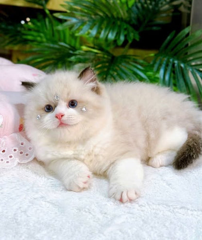 Ragdoll