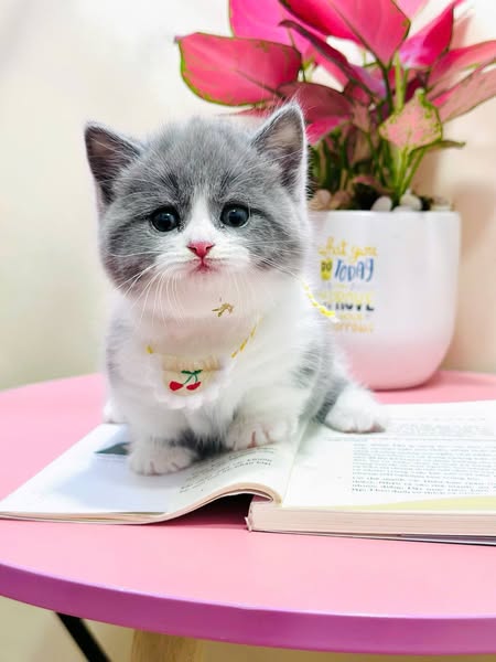 Munchkin