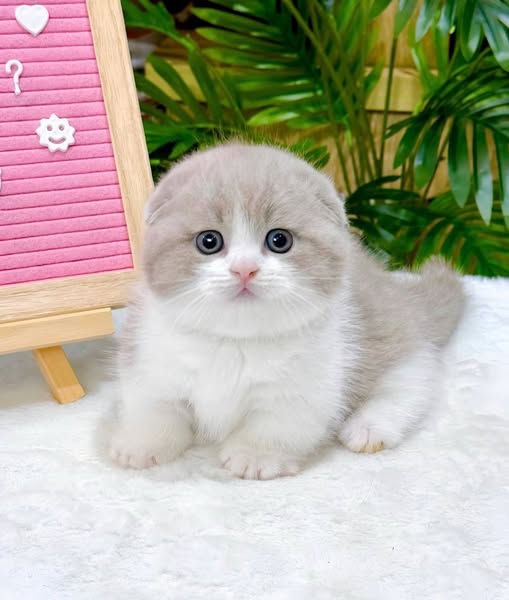Munchkin Fold