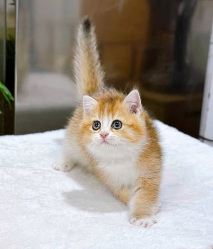 British Shorthair