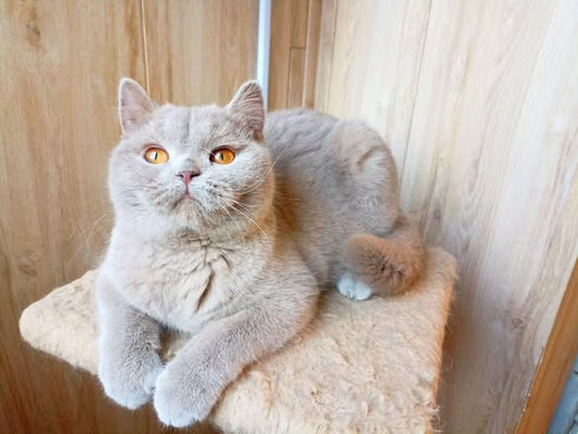 British Shorthair