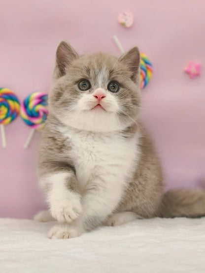 Munchkin
