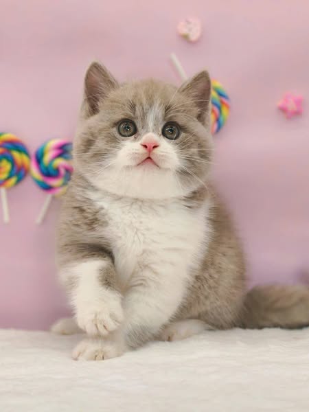 Munchkin