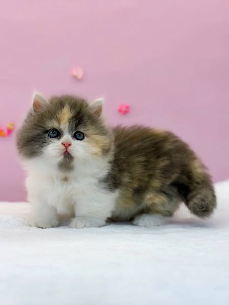 Munchkin Longhair