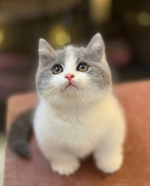 Munchkin