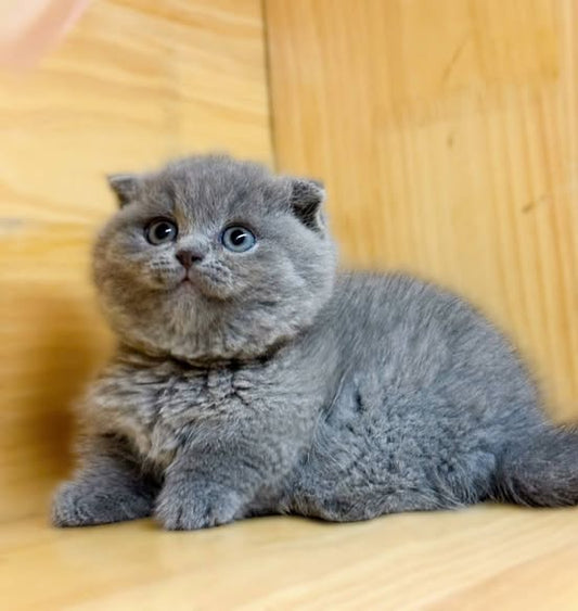 Munchkin Fold