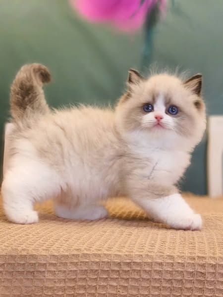 Ragdoll