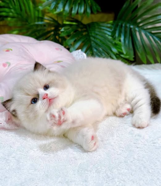 Ragdoll