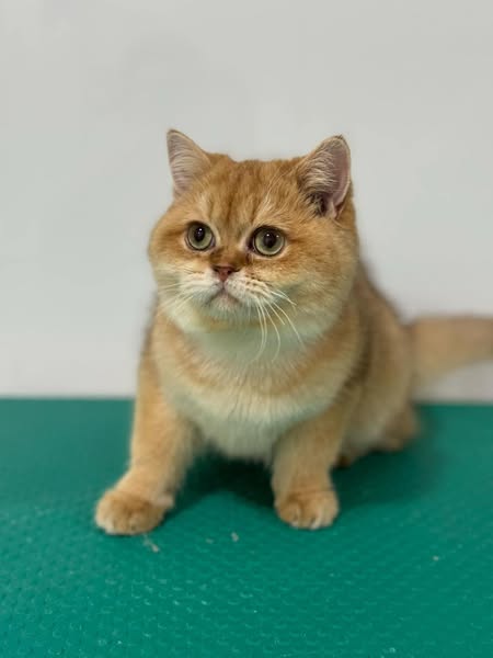 British Shorthair