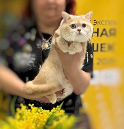 British Shorthair