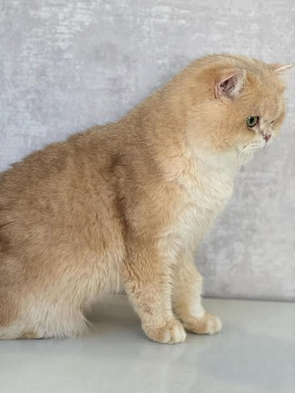 British Shorthair