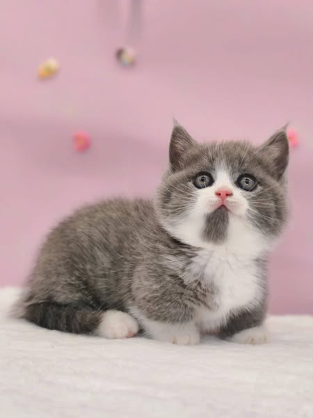Munchkin