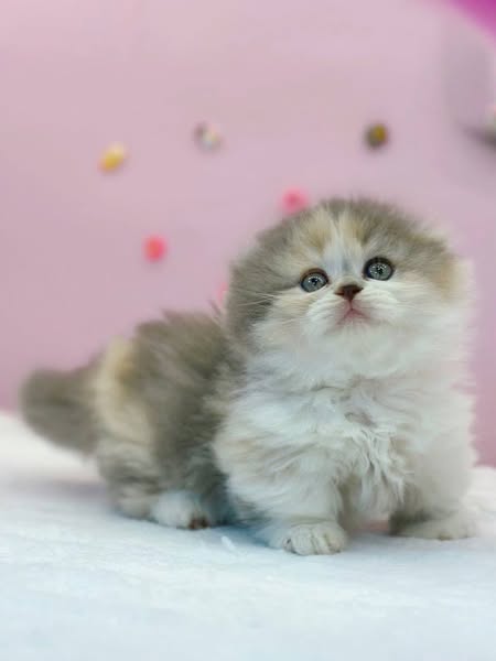 Munchkin Fold Longhair