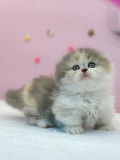 Munchkin Fold Longhair