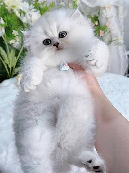 British Longhair