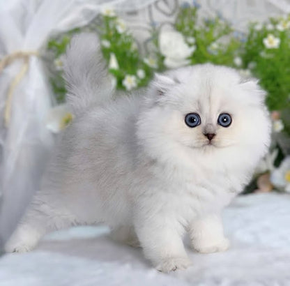 British Longhair