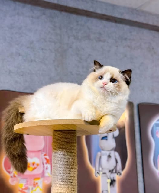 Ragdoll