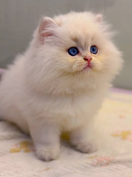 British Longhair