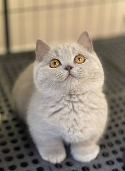 Munchkin