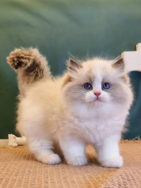 Ragdoll