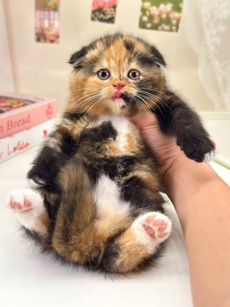 Scottish Fold