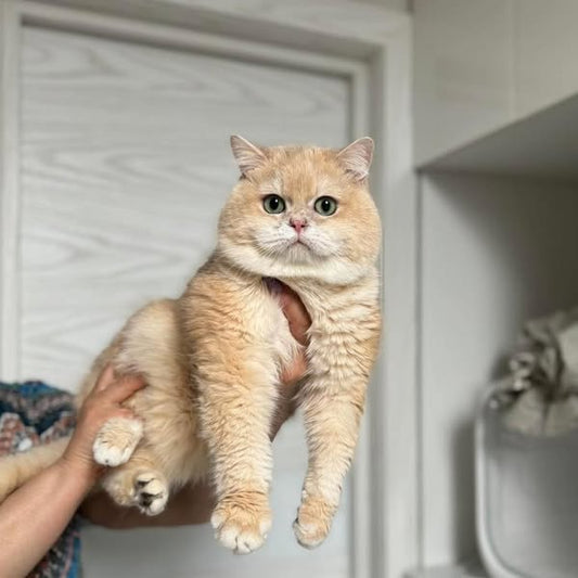 British Shorthair