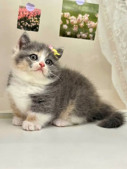 Munchkin
