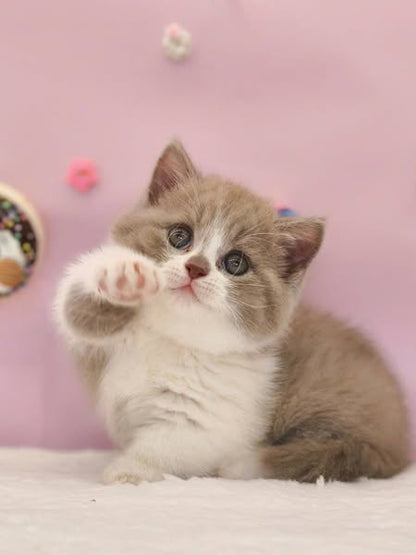 Munchkin