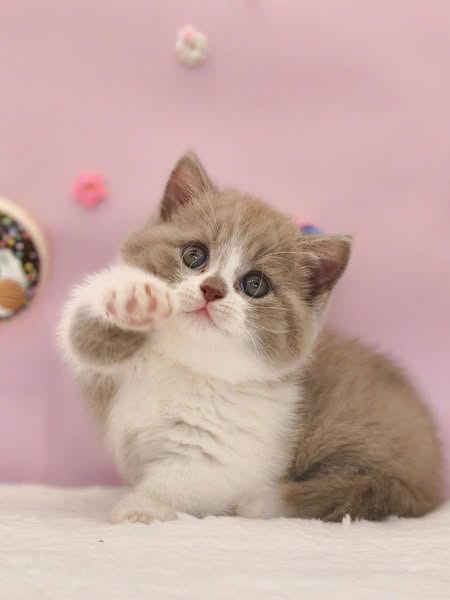 Munchkin