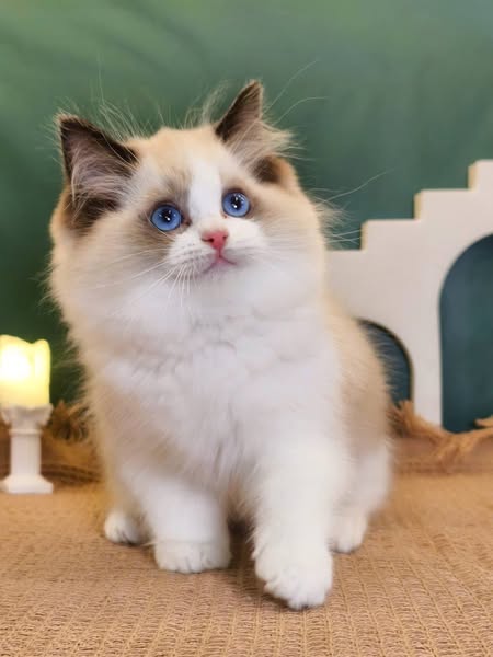 Ragdoll