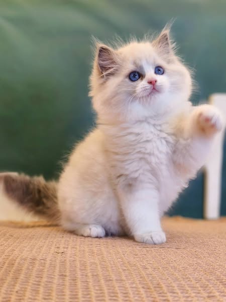 Ragdoll