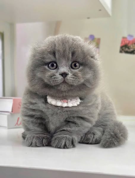 Munchkin Fold Longhair