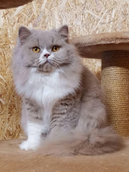 British Longhair