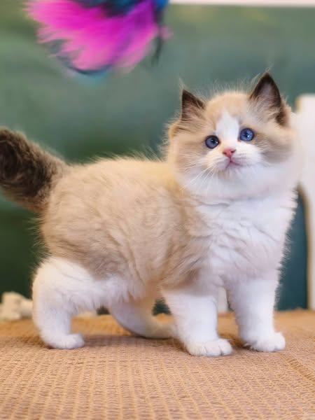 Ragdoll