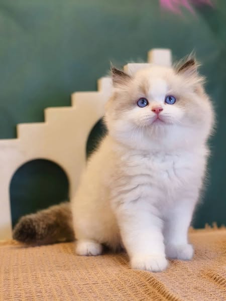 Ragdoll